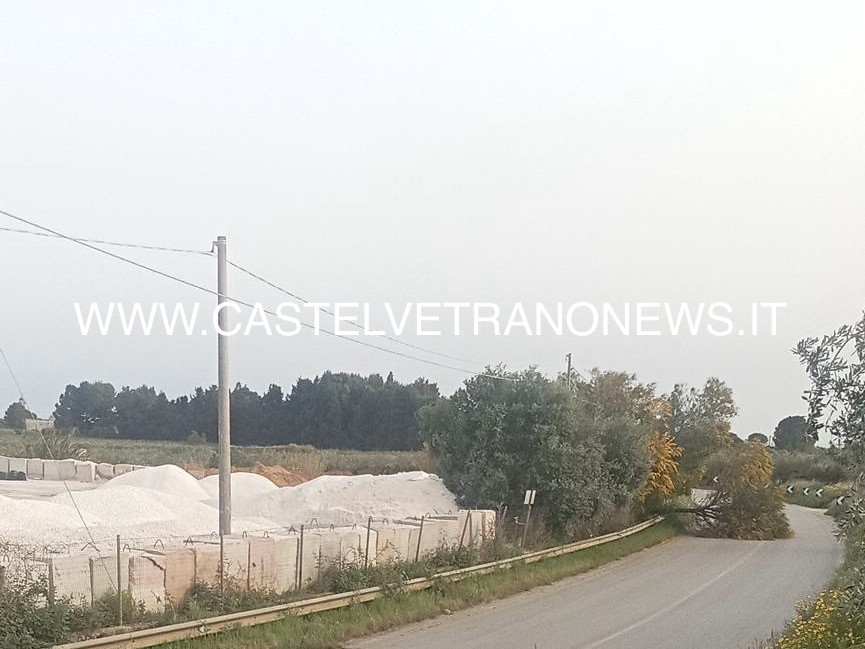 Immagine articolo: Castelvetrano, ramo sulla carreggiata, allerta per gli automobilisti
