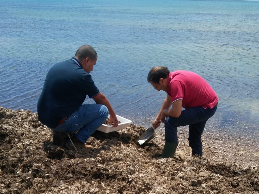 Immagine articolo: Le alghe di Triscina verranno rimosse e portate in discarica. Arrivati esposti in Procura