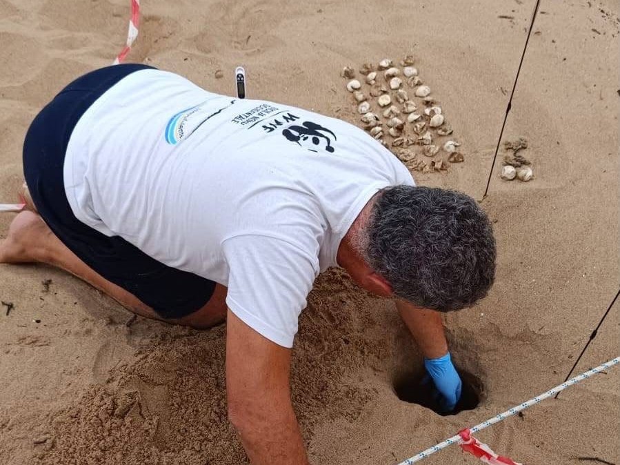Immagine articolo: Marinella, 109 piccole Caretta caretta lasciano il nido e raggiungono il mare