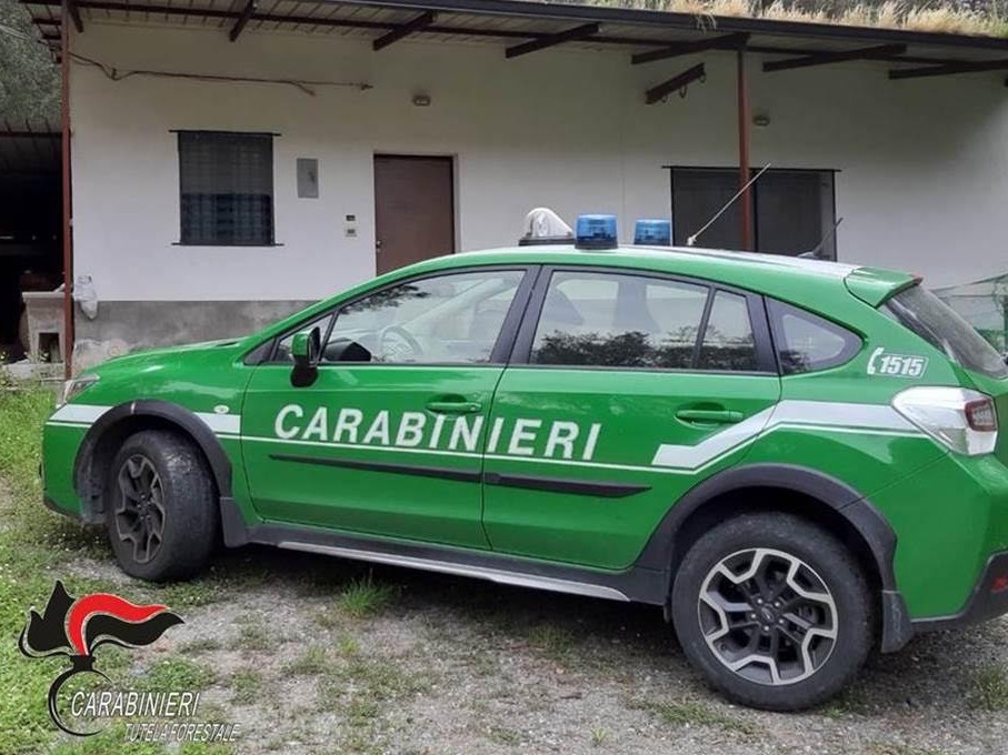 Immagine articolo: Allevamenti di ovini nel mirino dei Carabinieri, denunce e sanzioni nel trapanese Immagine articolo: Allevamenti di ovini nel mirino dei Carabinieri, denunce e sanzioni nel trapanese