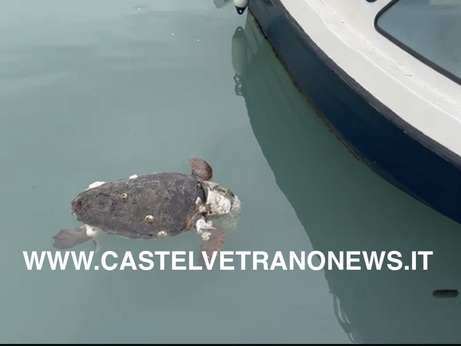 Immagine articolo: Marinella, ritrovata Caretta Caretta all'interno del porticciolo. Avvisata la Capitaneria di Porto Immagine articolo: Marinella, ritrovata Caretta Caretta all'interno del porticciolo. Avvisata la Capitaneria di Porto
