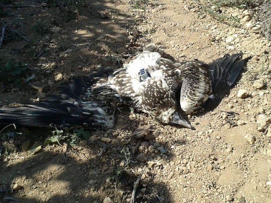 Immagine articolo: Uccisa a fucilate Clara, piccolo avvoltoio liberato a Matera