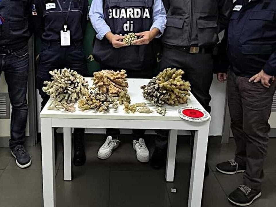 Immagine articolo: Coralli nascosti in valigia: scoperti due turisti a Palermo Immagine articolo: Coralli nascosti in valigia: scoperti due turisti a Palermo