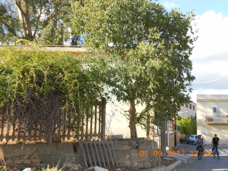 Immagine articolo: Castelvetrano, via Quarto disagi per un grosso albero