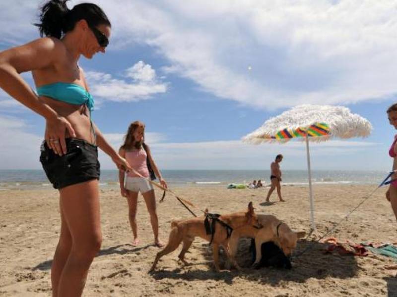 Immagine articolo: Il lettore scrive: "Anche a Selinunte e Tre Fontane spiaggie riservate ai cani" Immagine articolo: Il lettore scrive: "Anche a Selinunte e Tre Fontane spiaggie riservate ai cani"