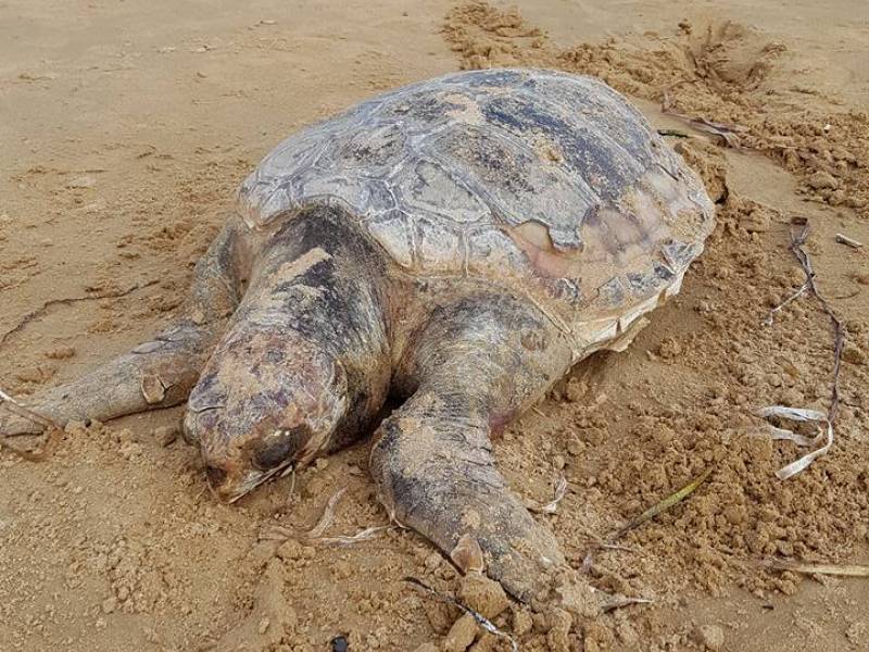 Immagine articolo: Tre Fontane, tartaruga trovata morta in acqua. Oggi il recupero della carcassa