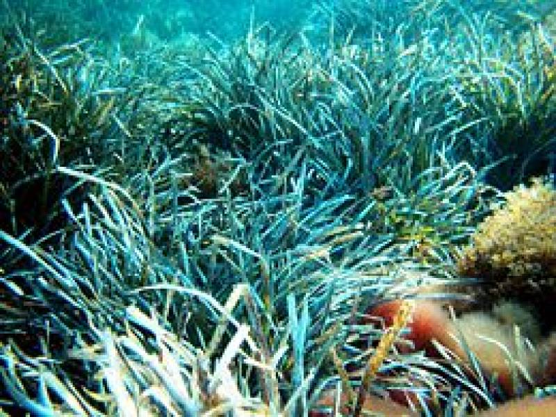 Immagine articolo: Arriva un finanziamento da oltre 700mila euro per lo studio dell'alga Posidonia
