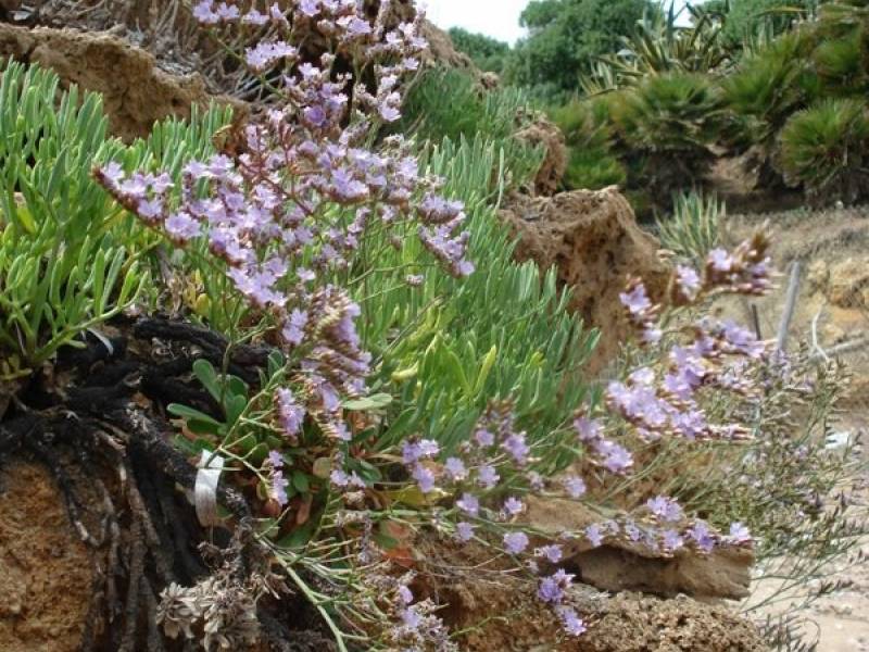 Immagine articolo: Limonium selinuntinum: una pianta esclusiva di Triscina e Selinunte da tutelare