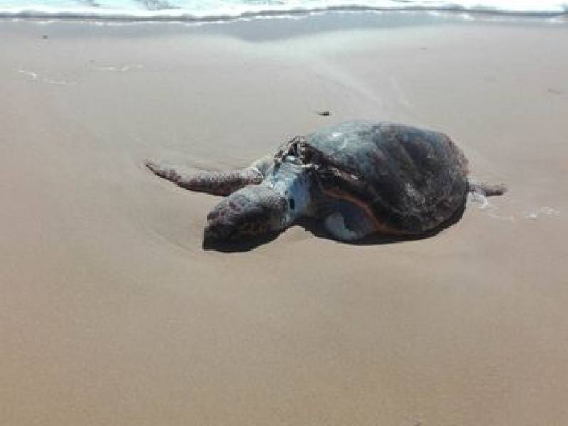 Immagine articolo: Triscina, tartaruga trovata spiaggiata sull’arenile