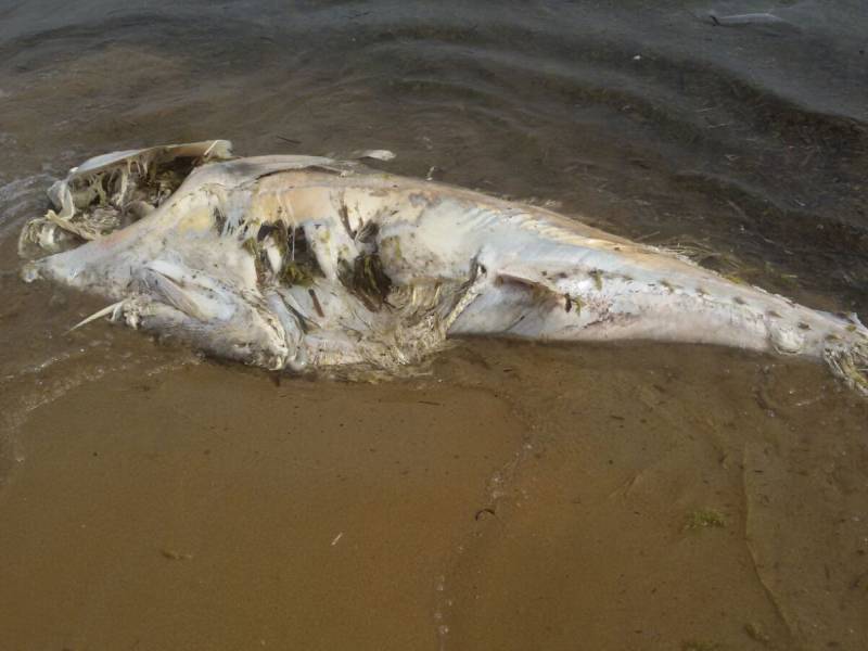 Immagine articolo: Triscina, carcassa di tonno rinvenuta sull’arenile. Sul posto i Vigili Urbani