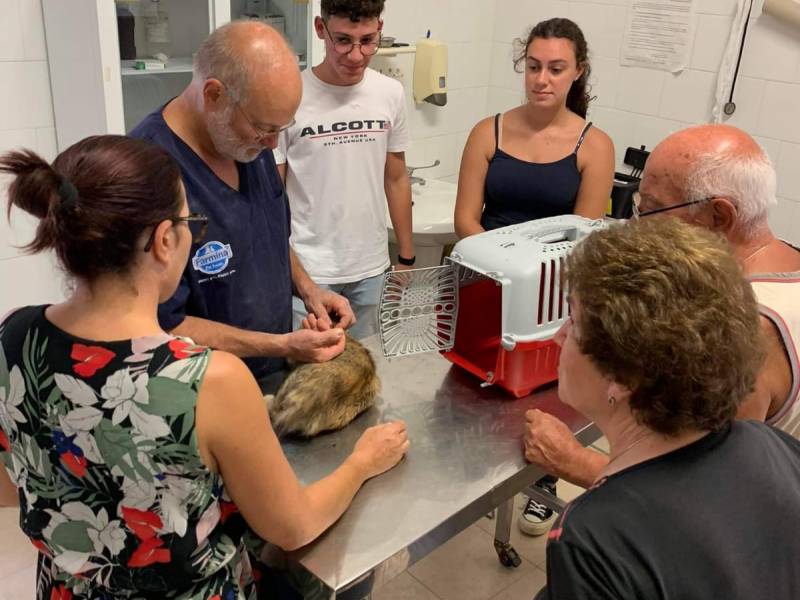 Immagine articolo: Enpa di Castelvetrano sterilizza 117 gatti di colonie