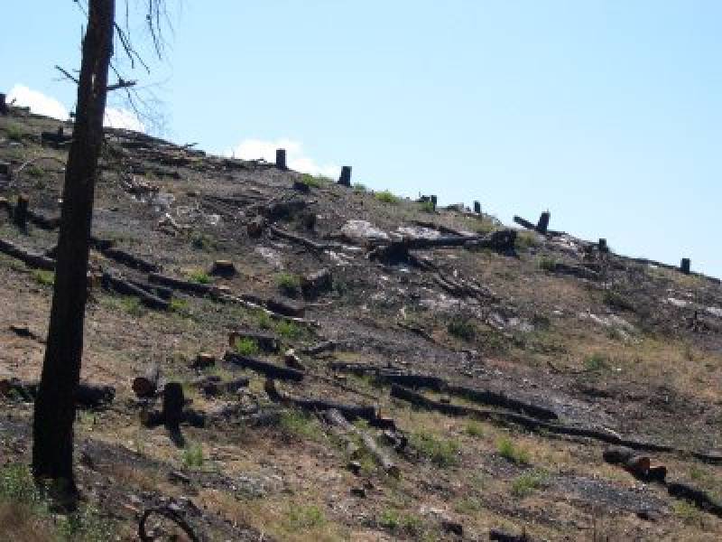 Immagine articolo: Incendiati a Castelvetrano 2 uliveti confiscati alla mafia. Don Ciotti: "Vandalismo" Immagine articolo: Incendiati a Castelvetrano 2 uliveti confiscati alla mafia. Don Ciotti: "Vandalismo"