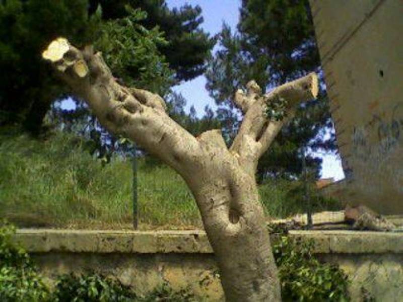 Immagine articolo: Campobello, avvertimento ad un imprenditore. Tagliati 150 alberi