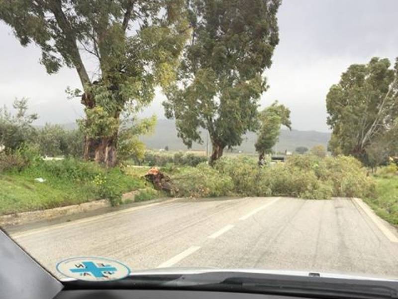 Immagine articolo: Albero sradicato blocca la SS119 da Partanna a S.Ninfa. Anas sul posto Immagine articolo: Albero sradicato blocca la SS119 da Partanna a S.Ninfa. Anas sul posto
