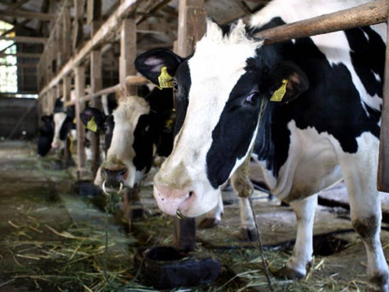 Immagine articolo: ASP Trapani, provincia libera dalla brucellosi bovina, importante traguardo raggiunto