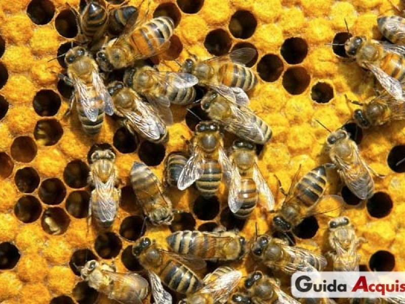 Immagine articolo: Danni all'apicoltura, in Sicilia via libera allo stato di calamità naturale