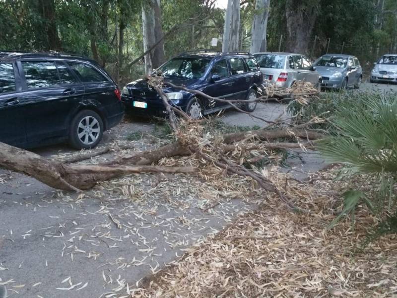 Immagine articolo: CVetrano, tragedia sfiorata per la caduta di un albero. Attimi di paura nel pomeriggio