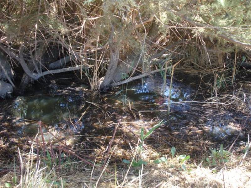 Immagine articolo: Fiume Belice a rischio inquinamento a causa dei liquami. Intervengono Carabinieri e tecnici del Comune