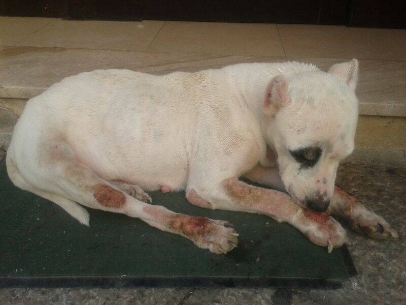 Immagine articolo: Castelvetrano, Pitbull abbandonato in centro in gravi condizioni. Intervengono volontari e Comune Immagine articolo: Castelvetrano, Pitbull abbandonato in centro in gravi condizioni. Intervengono volontari e Comune