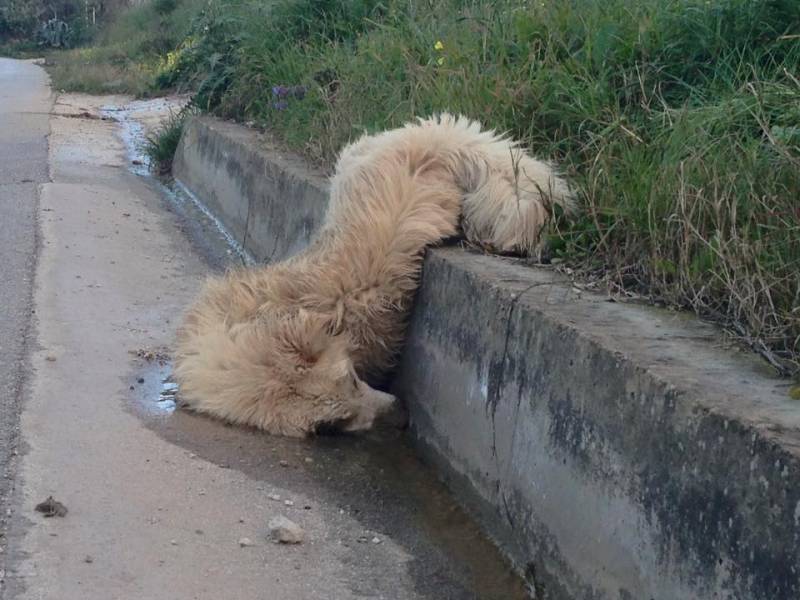 Immagine articolo: "Basta con i cani uccisi per strada sulla Gibellina - S. Ninfa". Appello a proprietari e conducenti auto