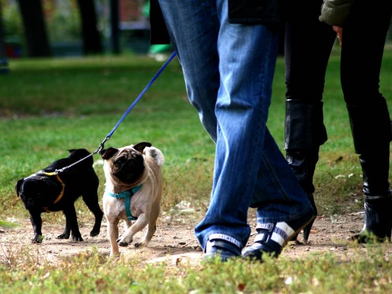 Immagine articolo: "L'ultimo abbraccio" a Lancio, il mio cagnolino avvelenato vent'anni fa