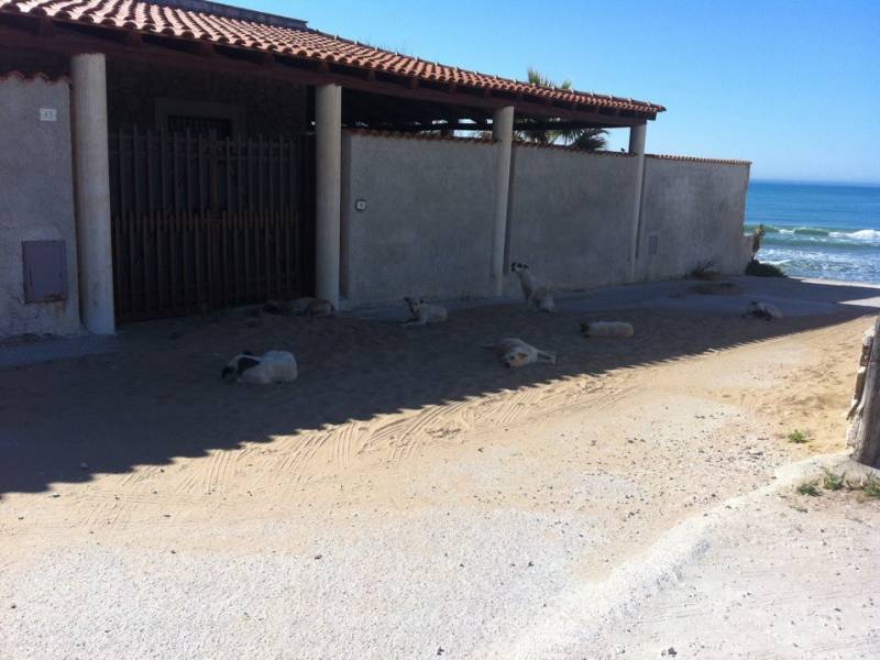 Immagine articolo: Segnalata presenza di zecche nella spiaggia di Triscina: "Troppi cani in giro"