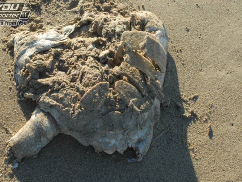 Immagine articolo: Triscina, ritrovata lungo la spiaggia carcassa di tartaruga marina 