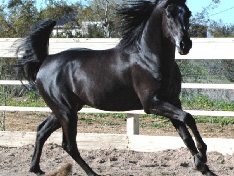 Immagine articolo: Partanna, randagi aggrediscono cavallo che imbizzarrisce e distrugge auto