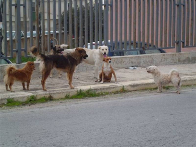 Immagine articolo: Castelvetrano, sanzioni per i proprietari dei cani non microcippati. Già due multe