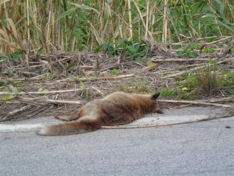 Immagine articolo: Il lettore scrive: "Una volpe morta da giorni sul ciglio della strada. Qualcuno intervenga"