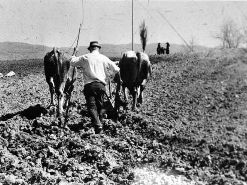 Immagine articolo: Se la campagna tornasse ad accogliere i giovani offrendogli una chance per non abbandonare la Sicilia