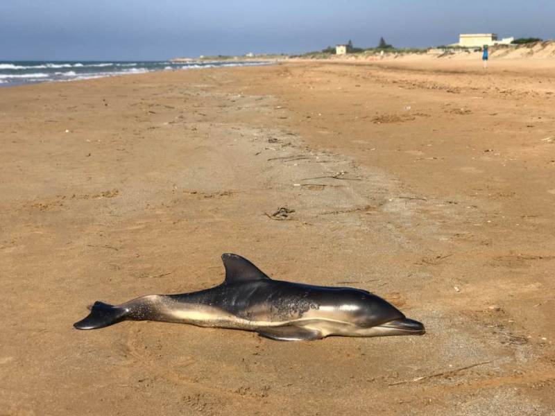 Immagine articolo: Tre Fontane, ritrovato delfino senza vita 
