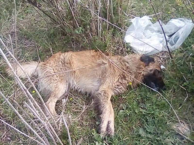 Immagine articolo: Partanna, due cani uccisi. Triste ritrovamento in Contrada Camarro. Rabbia degli animalisti Immagine articolo: Partanna, due cani uccisi. Triste ritrovamento in Contrada Camarro. Rabbia degli animalisti