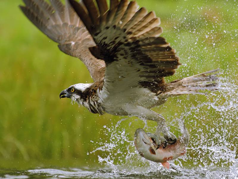 Immagine articolo: Alla diga di Delia un falco pescatore si è fermato per svernare