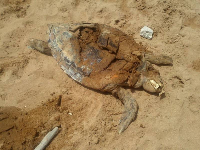 Immagine articolo: Triscina, trovata in spiaggia una tartaruga morta