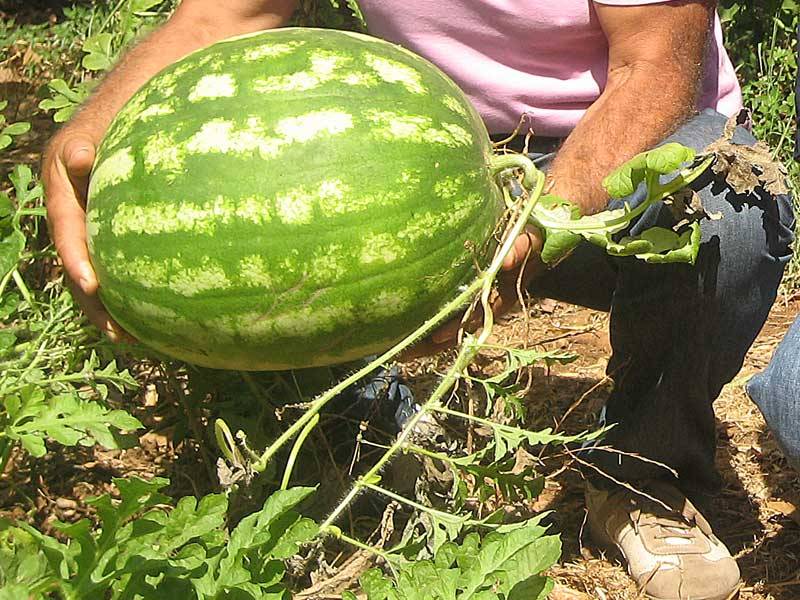 Immagine articolo: Campobello, arresti domiciliari per due "ladri" di 500 kg di angurie