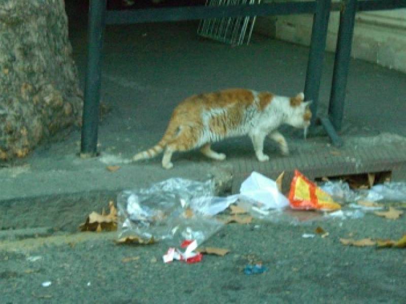 Immagine articolo: Il lettore scrive: "Gatti randagi fanno da padroni in via Gozzano. Si intervenga" Immagine articolo: Il lettore scrive: "Gatti randagi fanno da padroni in via Gozzano. Si intervenga"