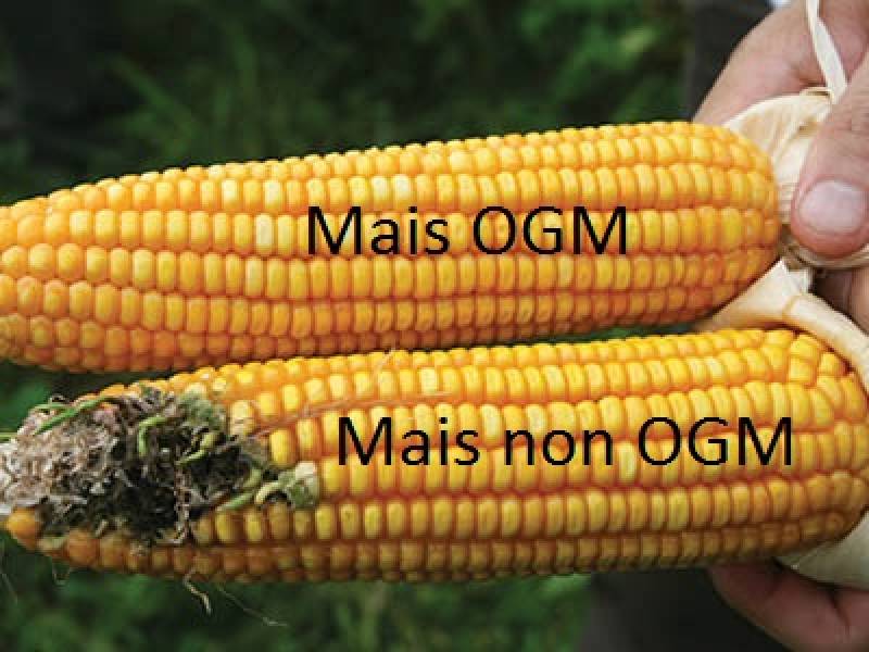 Immagine articolo: OGM, opportunità per la nostra agricoltura o pericolo per salute e ambiente? 