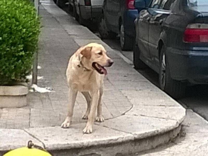 Immagine articolo: Il lettore scrive: "Il mio cane aggredito in centro da un randagio" Immagine articolo: Il lettore scrive: "Il mio cane aggredito in centro da un randagio"