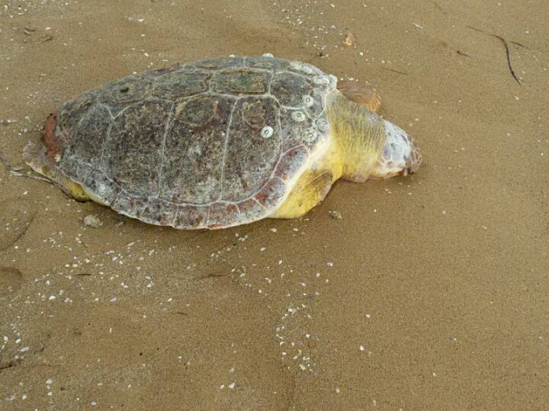 Immagine articolo: Triscina, trovata lungo la spiaggia carcassa di tartaruga marina 