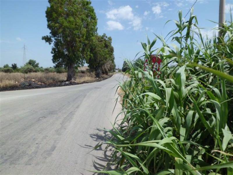 l'incrocio reso poco visibile per la presenza di vegetazione sulla strada l'incrocio reso poco visibile per la presenza di vegetazione sulla strada
