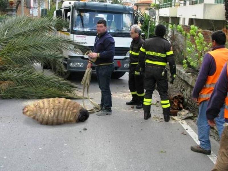 Immagine articolo: In Campania trovata una larva gigantesca di punteruolo rosso: bufala o verità?