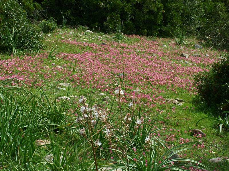 Immagine articolo: Selinunte, botanici interessati al Parco Archeologico