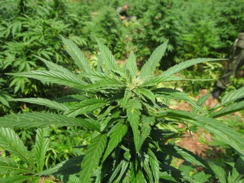 Immagine articolo: Cannabis: ancora casi di illegalità in attesa della regolamentazione