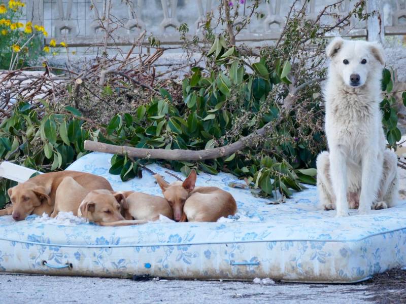 Immagine articolo: (Curiosità) Triscina, un materasso per strada e il riposo è assicurato..