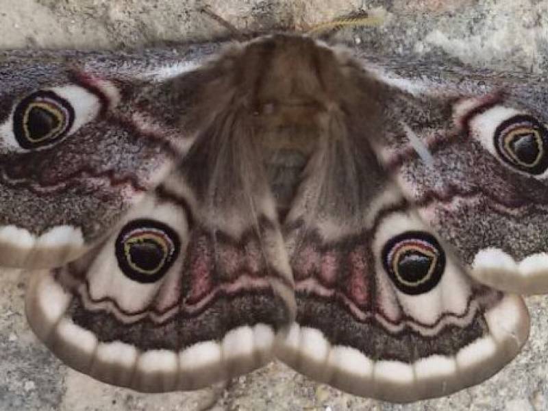 Immagine articolo: In "visita" a Selinunte dopo tanti anni la farfalla "Occhi di gufo". Uno spettacolo della natura
