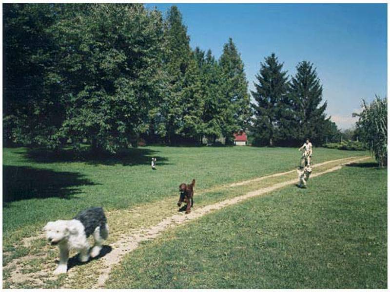 Immagine articolo: Il lettore scrive: "vietate per i cani di Castelvetrano ville e spazi. Dove li portiamo?"