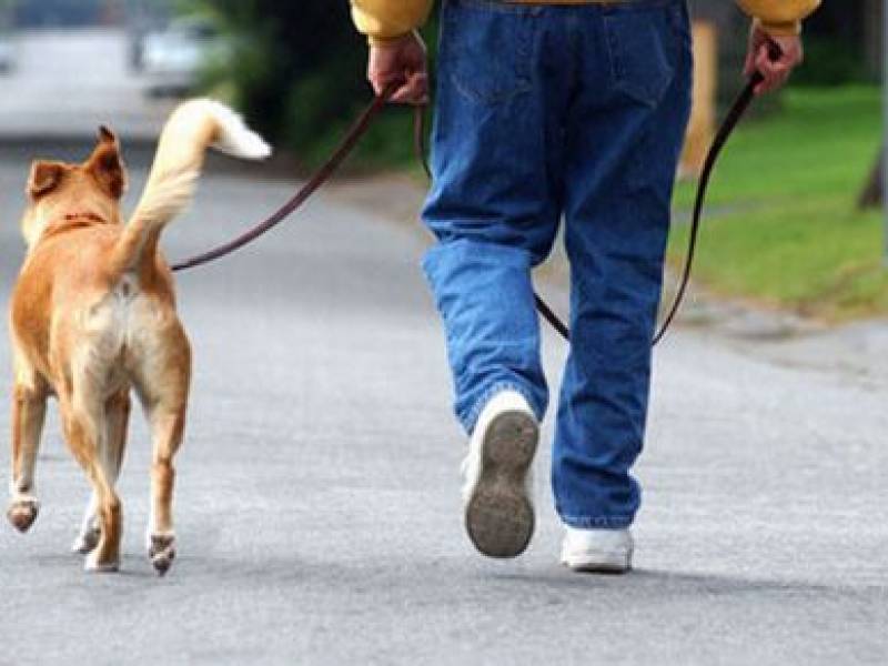 Immagine articolo: Il lettore scrive: "Multate i proprietari  che non raccolgono i bisogni dei loro cani, sporcando un bene comune"