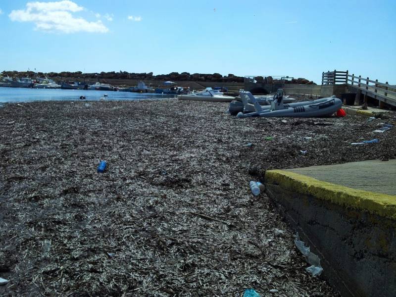 Immagine articolo: Tonnellate di alghe a Selinunte: porticciolo inagibile, nuove proteste