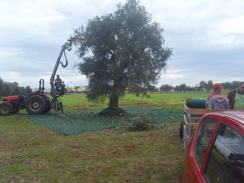 Immagine articolo: Fa lavorare irregolarmente cinque immigrati. Multata imprenditrice agricola di Campobello